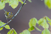 Foto af Rdtoppet fuglekonge (Regulus ignicapilla). Fotograf: 