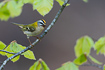 Common firecrest in beech forest