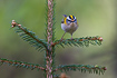Common firecrest frontal view