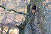Tawny owl in hollow oak tree