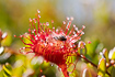 Round-leaved sundew that has caught a small insect