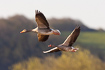 Greylag geese in flight 