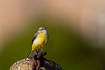 Gray wagtail - female