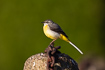 Gray wagtail - female