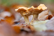 Photo ofHedgehog mushroom (Sweet tooth) (Almindelig pigsvamp). Photographer: 