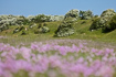 Grassland with thrift in the foreground