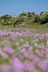 Grassland with flowering thrift in the foreground
