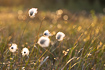 Cottongrass in hindlight