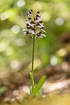 Flowering Lady Orchid
