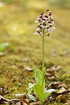 Flowering Lady Orchid