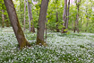 Swedish forest with flowering ramsons