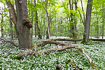 Swedish forest with flowering ramsons and old oaks