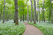 Swedish forest with flowering ramsons