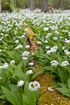 Photo ofRamsons (Allium ursinum). Photographer: 