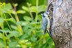 Blue Tit by its nesting hole