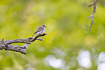 Photo ofSpotted Flycatcher (Muscicapa striata). Photographer: 