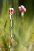 Foto af Almindelig Kattefod (Antennaria dioica). Fotograf: 