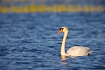 Mute Swan in evening light