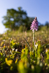 Flowering Heath Spotted-orchid