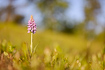 Flowering Heath Spotted-orchid