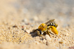 Female Pantaloon Bee