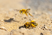 Pantaloon Bees. Female on the ground and a male above