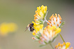Common Carder Bumblebee patrolling flowering Common Kidney-Vetch