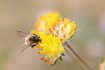 Photo ofCommon Carder Bumblebee (Bombus pascuorum). Photographer: 