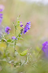 Photo ofTufted Vetch  (Vicea cracca). Photographer: 