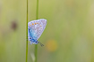 Underside of a common blue