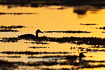 Eiders in the sunset
