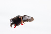 Flying black guillemot with the fish rock gunnel or butterfish (Pholis gunnellus) in its beak