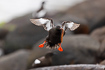 Flying black guillemot with the fish rock gunnel or butterfish (Pholis gunnellus) in its beak