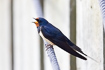 Barn swallow resting on a rope