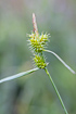Photo ofCommon Yellow-sedge  (Carex demissa). Photographer: 