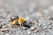 Female Panteon Bee