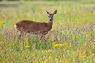 Young male roe deer.