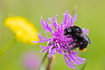 Photo ofRed-tailed cuckoo bumblebee (Bombus rupestris). Photographer: 