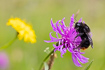 Photo ofRed-tailed cuckoo bumblebee (Bombus rupestris). Photographer: 