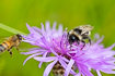 Bumblebee and a honey bee at a flower of a Brown Knapweed