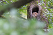 Tawny owl peeking out from a large cavity in an old oak.