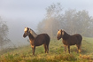Horses in a varied nature landscape with both forest and open graassland. 