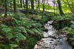Stream in ferncovered forest