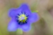 Creatively unsharp images of Marsh Gentian flower