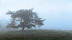 Scots Pine in morning mist