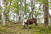 Horse in oak forest