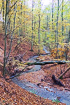 Autumn colored beech forest with a meandering stream