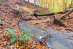 Autumn in a  beech forest with a beautiful stream