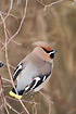 Bohemian Waxwing with back turned to photographer