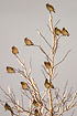 Bohemian Waxwing in tree with snowcovered branches